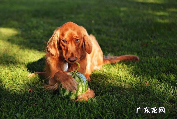 小狗没病食欲突然减少