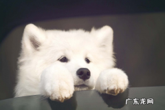 小狗没病食欲突然减少