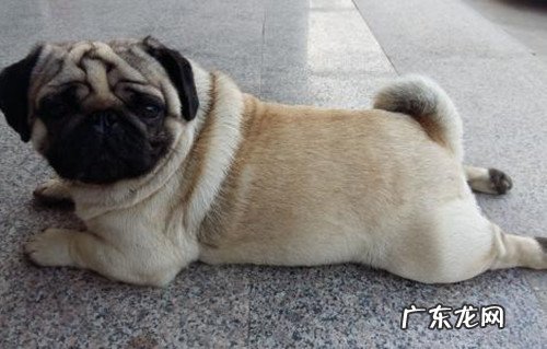 【小宠物的维护保养小技巧】幼狗便秘会死吗,幼狗巴哥便秘怎么办