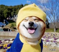 双排牙的损害：小狗有着双排牙应该怎么办？