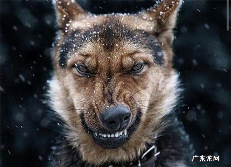 双排牙的损害:小狗有着双排牙应该怎么办?