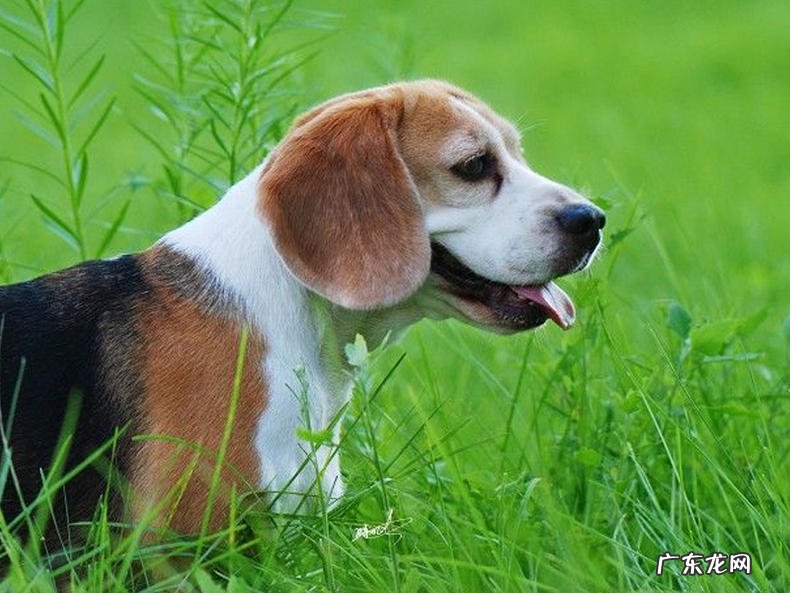 双排牙的损害:小狗有着双排牙应该怎么办?