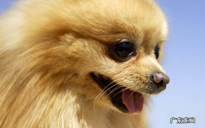 双排牙的损害:小狗有着双排牙应该怎么办?