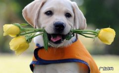 【养动物经验分享】金毛怎么会有骨节炎症的，金毛骨节风湿能好吗