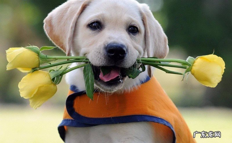 【养动物经验分享】金毛怎么会有骨节炎症的,金毛骨节风湿能好吗