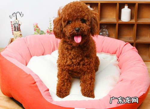 【养动物的工作经历与体会】狗狗拉稀能吃黄连素吗