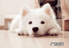 【养动物的工作经历与体会】狗狗拉稀能吃黄连素吗