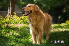 【养动物心得分享】成年人金毛狗狗狗狗拉稀吃黄连素，成人金毛狗狗拉肚子吃黄连素会好么