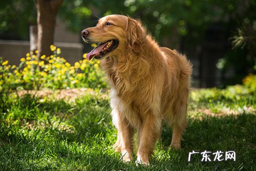 【养动物心得分享】成年人金毛狗狗狗狗拉稀吃黄连素，成人金毛狗狗拉肚子吃黄连素会好么