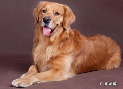 【养宠物心得分享】金毛狗狗卧一会腿瘸了，金毛狗狗腿忽然瘸了但不痛