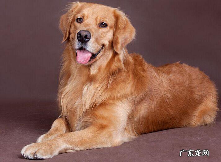 【养宠物心得分享】金毛狗狗卧一会腿瘸了，金毛狗狗腿忽然瘸了但不痛