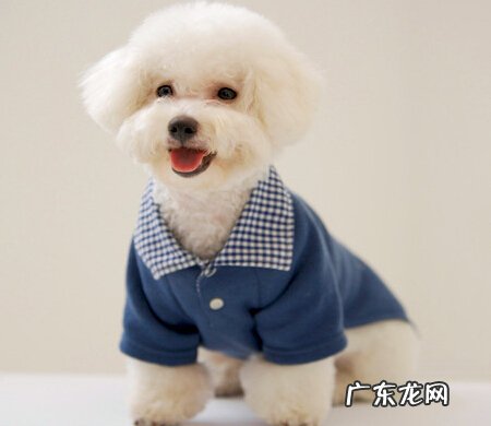 【养动物工作经历专业技能】比熊的双眼一直有眼屎，比熊眼上带浓稠眼屎多