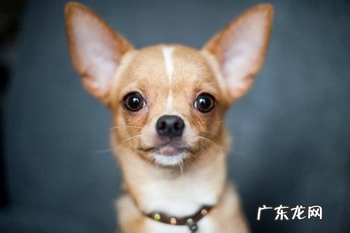 小狗耳朵里有暗红色很臭是耳螨吗