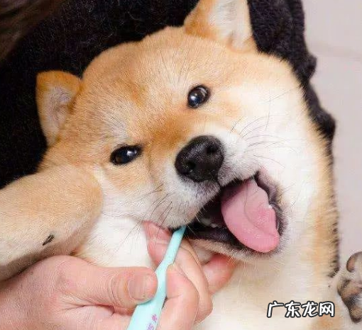 狗狗牙都拔光了，还怎样就餐呀？