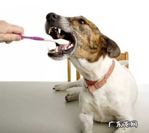 狗狗牙都拔光了，还怎样就餐呀？