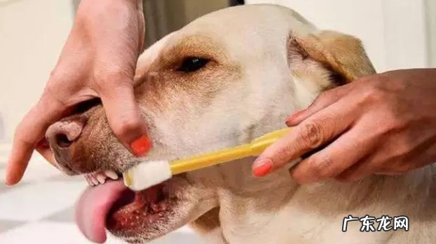 狗狗牙都拔光了，还怎样就餐呀？