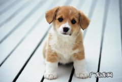 【养动物经验分享】小狗持续挠耳朵里面，是不是有耳螨