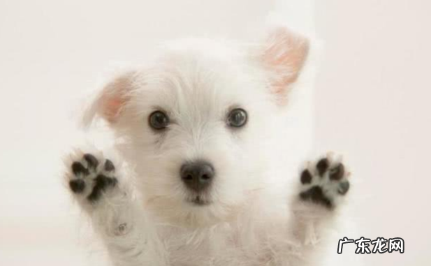 小狗狗也会亚健康 ，这类具体表现你不能忽视！