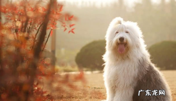 小狗狗也会亚健康 ，这类具体表现你不能忽视！