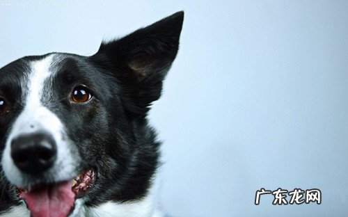 【养动物经验分享】犬耳螨用什药好，狗有耳螨用什药，治疗小狗满虫的药