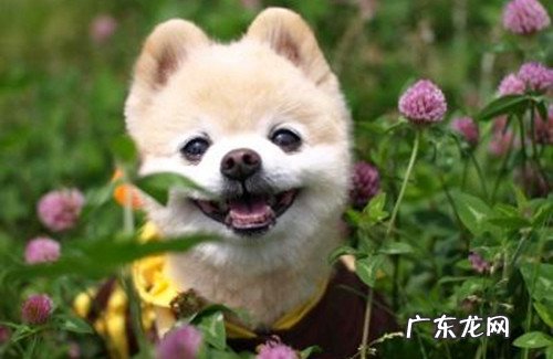 【养动物经验分享】犬耳螨用什药好，狗有耳螨用什药，治疗小狗满虫的药