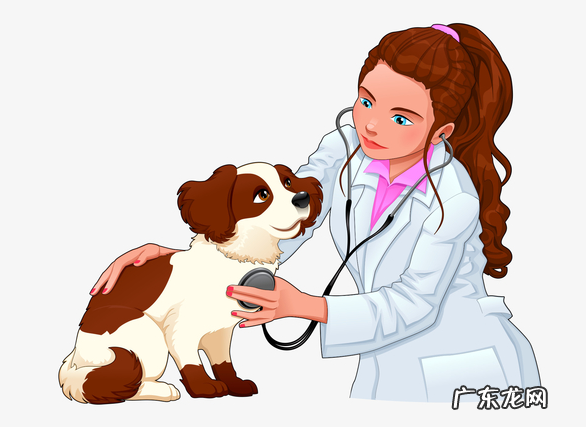 小泰迪口臭怎么办怎么解决