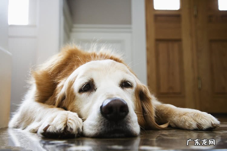 狗狗发烧发烧感冒能够 吃小孩感冒颗粒吗