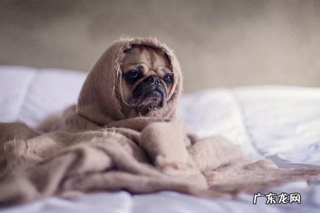 狗狗发烧发烧感冒能够 吃小孩感冒颗粒吗