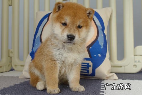 狗羊肉垫破了几天能好