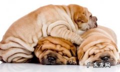 小狗肥胖病也会伤害身体健康！这四类“吃不胖体质”小狗，主人家要当心了