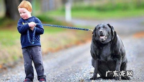 小狗肥胖病也会伤害身体健康!这四类“吃不胖体质”小狗,主人家要当心了