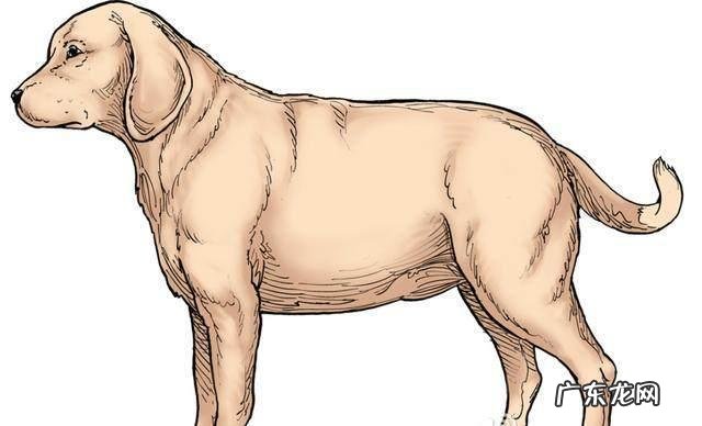 小狗肥胖病也会伤害身体健康!这四类“吃不胖体质”小狗,主人家要当心了