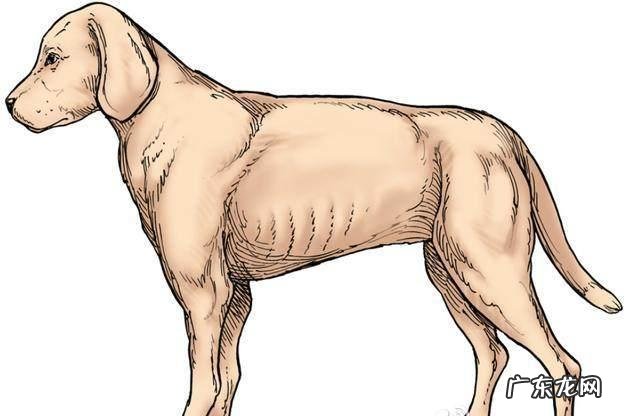 小狗肥胖病也会伤害身体健康!这四类“吃不胖体质”小狗,主人家要当心了