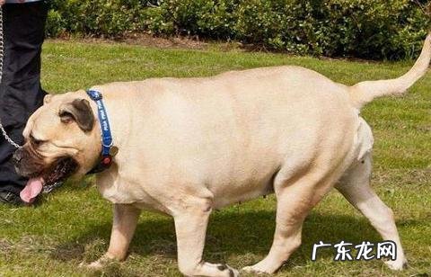 小狗肥胖病也会伤害身体健康!这四类“吃不胖体质”小狗,主人家要当心了