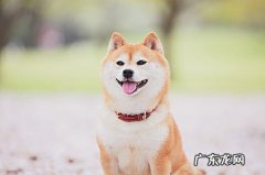 狗狗口臭用哪样最有效