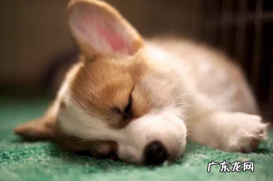 小狗经常拉稀用什么药