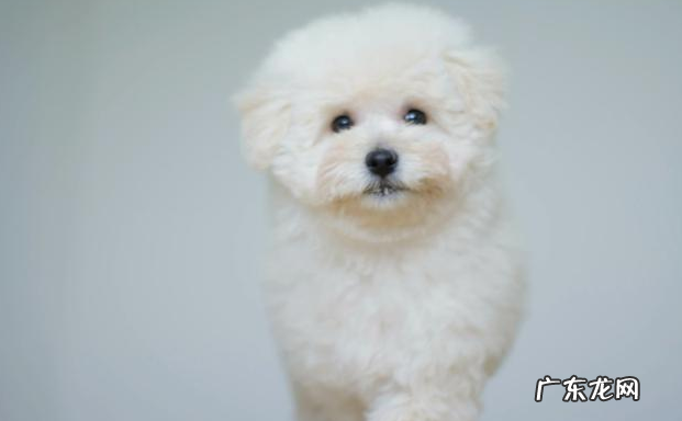 比熊习惯性灭虫的6大“负面影响”，有多可怕，看过就了解