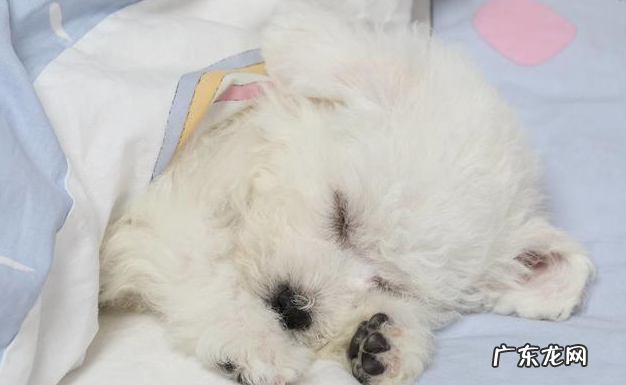 比熊习惯性灭虫的6大“负面影响”，有多可怕，看过就了解