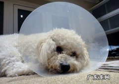 比熊习惯性灭虫的6大“负面影响”，有多可怕，看过就了解