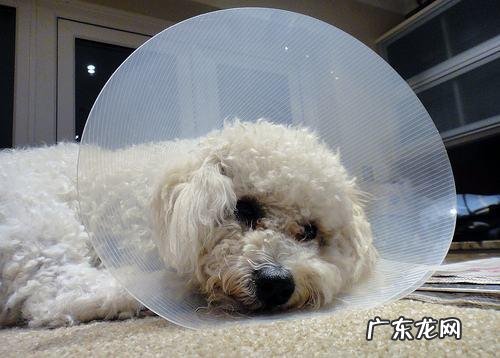 比熊习惯性灭虫的6大“负面影响”，有多可怕，看过就了解