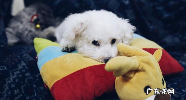 比熊习惯性灭虫的6大“负面影响”，有多可怕，看过就了解