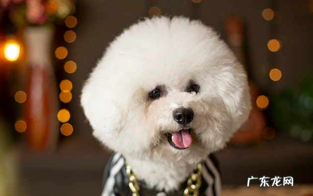 比熊习惯性灭虫的6大“负面影响”，有多可怕，看过就了解