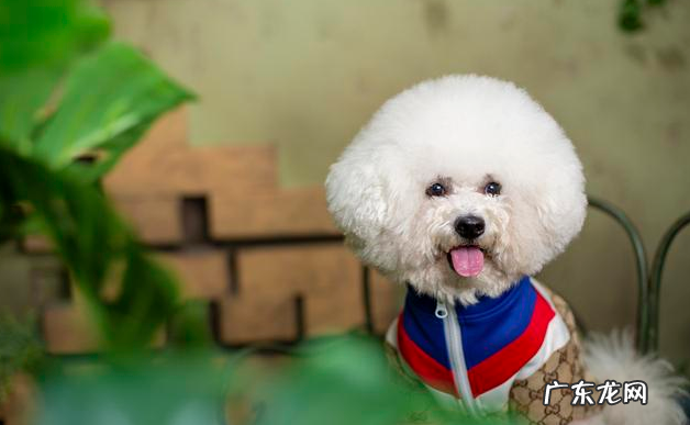 比熊习惯性灭虫的6大“负面影响”，有多可怕，看过就了解