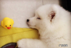 狗狗感冒发高烧是不是会肚子疼