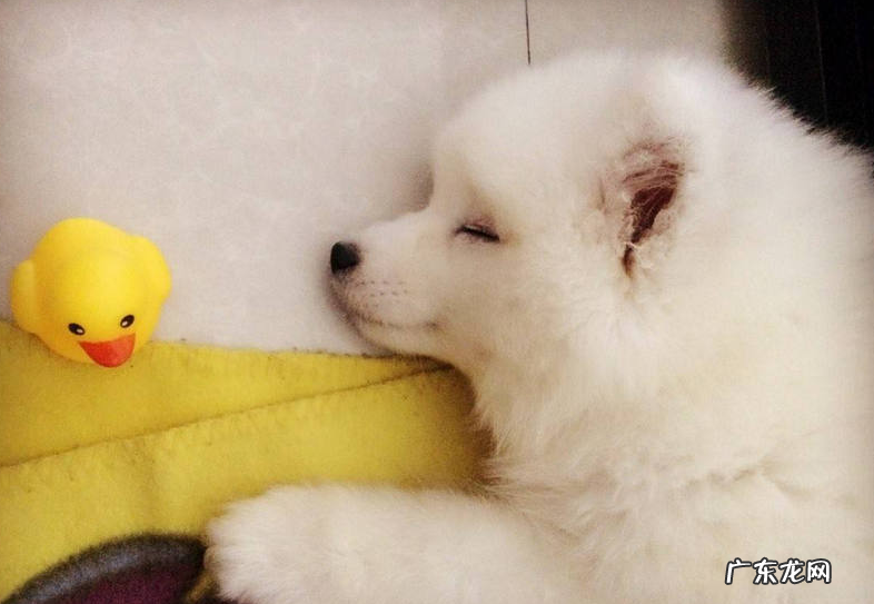 狗狗感冒发高烧是不是会肚子疼