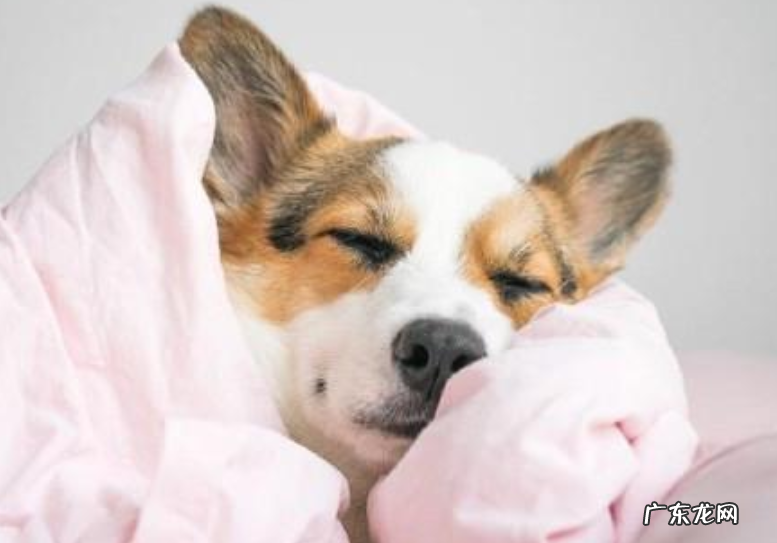 狗狗感冒发高烧是不是会肚子疼