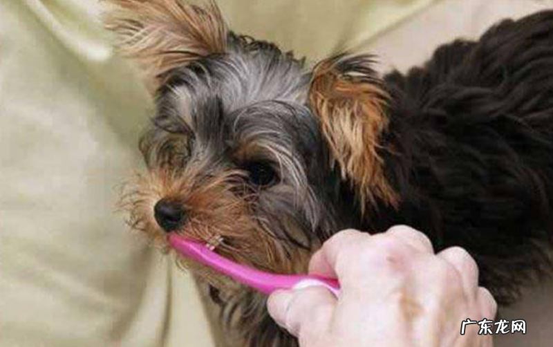 狗嘴溃疡怎样好得快