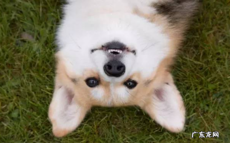 狗嘴溃疡怎样好得快