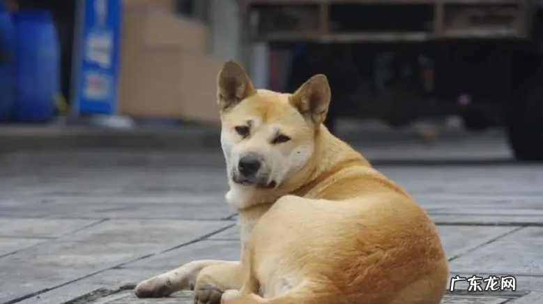 小狗腿瘸的5种原因是什么