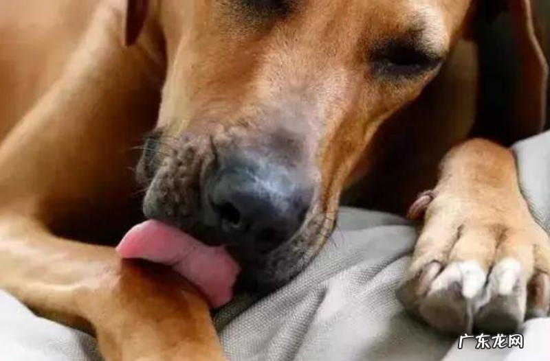 小狗腿瘸的5种原因是什么